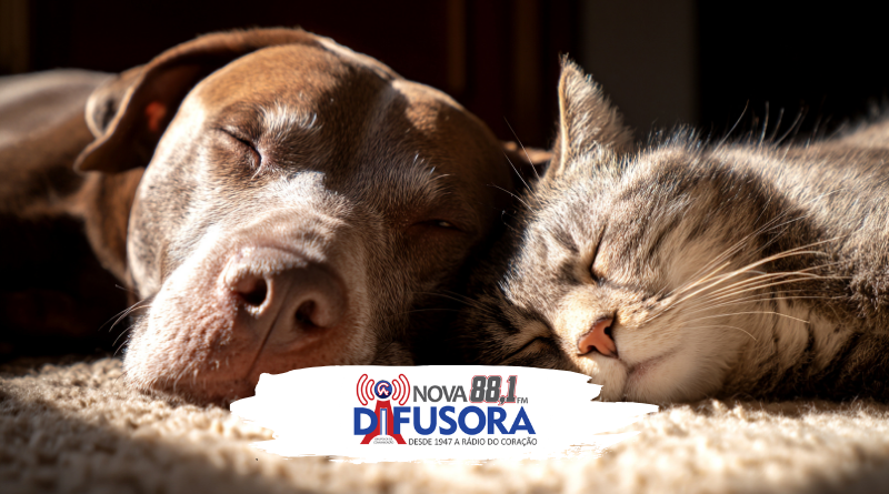 Prefeitura abre cadastro para Banco de Ração destinado a tutores de baixa renda e ONGs